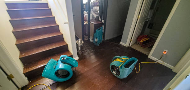 Best Mold removal after water damage  in Indian Head Park, IL